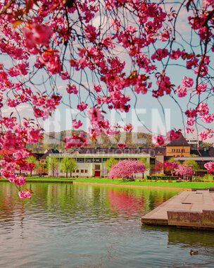 Blomstring rundt Lille Lungegårdsvann