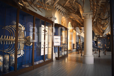 Universitetsmuseet i Bergen 