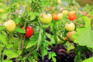 Urbant landbruk Løvenstad