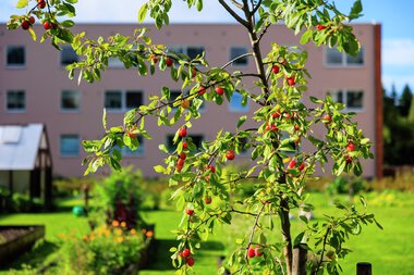 Urbant landbruk Løvenstad