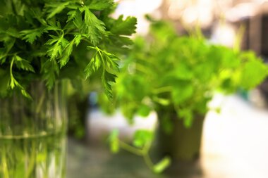 Urter på Løvenstadtunet 