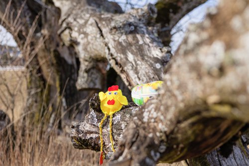 Påskekylling i Hektnereika