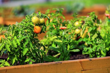Urbant landbruk Løvenstad