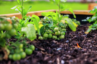 Urbant landbruk Løvenstad