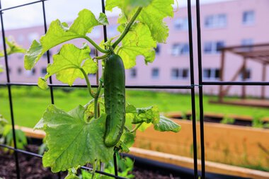 Urbant landbruk Løvenstad