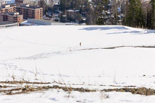 Rådyr ved toppen av Marikollen