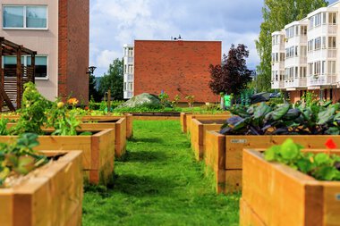 Urbant landbruk Løvenstad