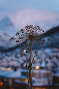 Tromsøpalme og Tromsdalstinden 