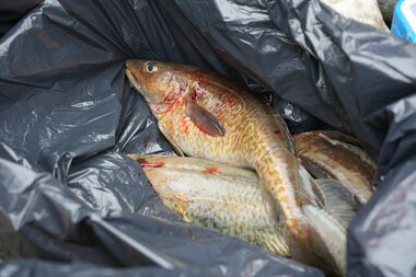 Arctic Future Pathfinders – A journey through the Northwest Passage 3. september