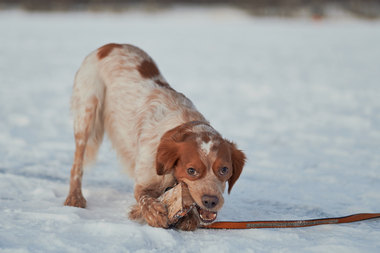 Mennesker ute med hund vinter