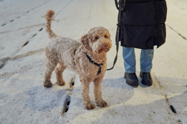 Tur med hund i sentrum