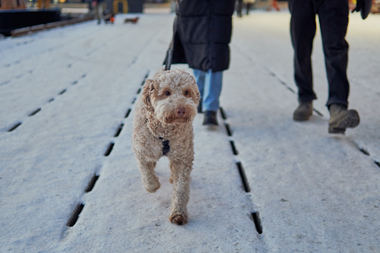 Tur med hund i sentrum