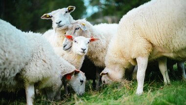 Lam på Syrtveit Gard