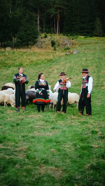 Lam på Syrtveit Gard