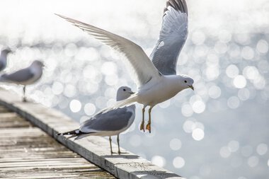 Nevlunghavn Gjestgiveri