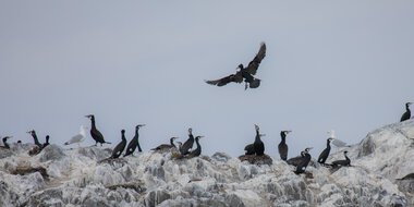 Nevlunghavn Gjestgiveri