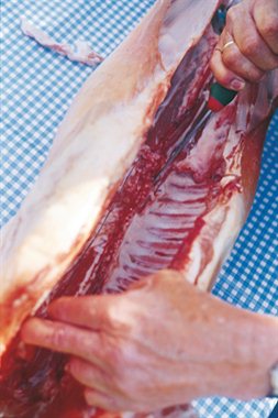 Helgrillet lam trinn 1