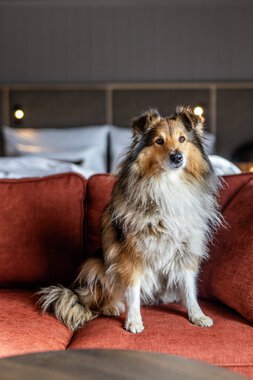 Henningsvær Bryggehotell