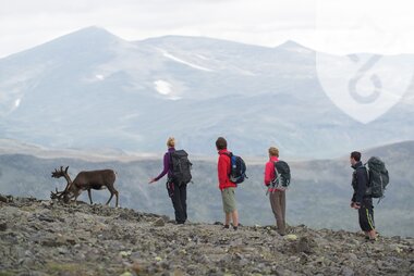 Reinsdyr på Besseggen