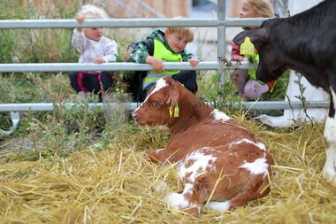 Innlandsmarkedet 2025