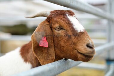 Innlandsmarkedet 2025