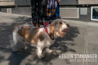 Hund i 17. Mai Pynt 1