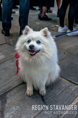 Hund i 17. Mai pynt 2