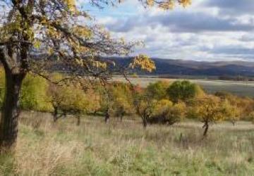 Reality Pozemok(440m2),v katastrál. úz. Pukanec -na predaj