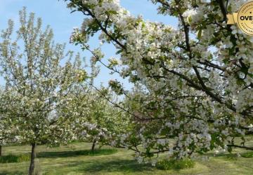 Reality Kúpime pôdu, záhradu, vinohrad v okrese Pezinok.