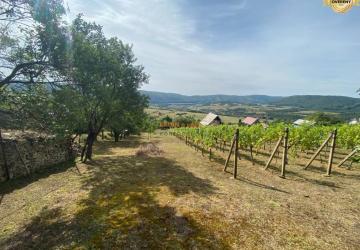 Reality PREDAJ Nádherná vinica s chatkou, Hrušov