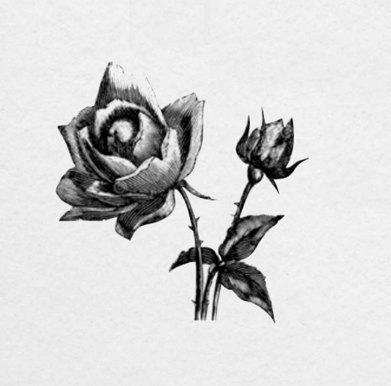 Tegning av rose