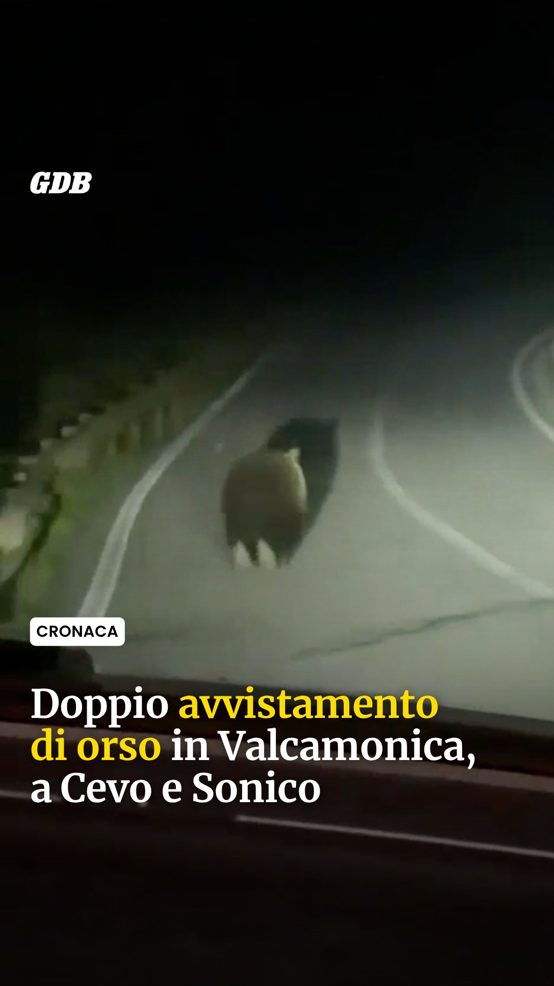 Doppio avvistamento di orso in Valcamonica

Due segnalazioni nelle ultime ore tra Cevo e Sonico. A Fresine, in Valsavior...