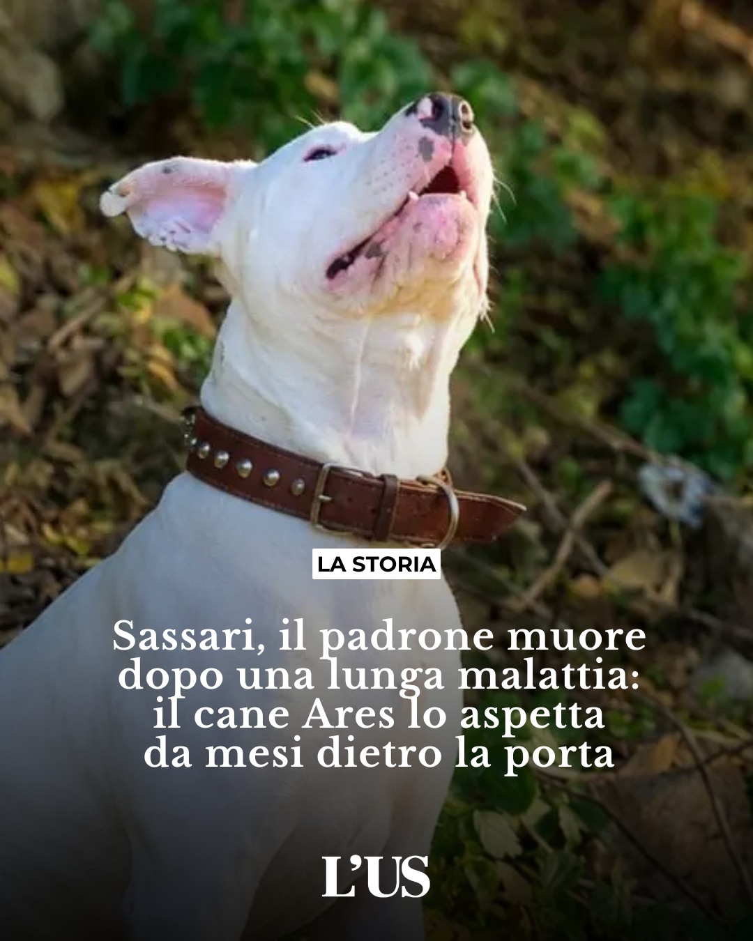 Per lui il suo cane era come un figlio. E per Ares il suo padrone, Sergio, ha rappresentato tutto per i 5 anni della sua...