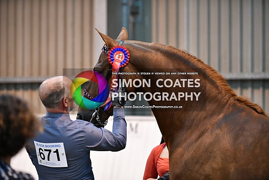 American Saddlebred Association May Festival 2019