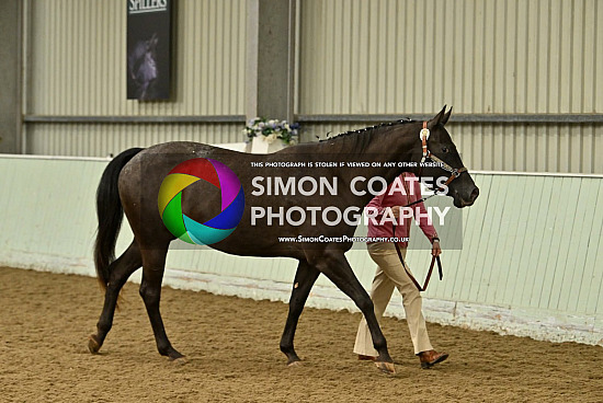 ApHC UK National Championships 2026