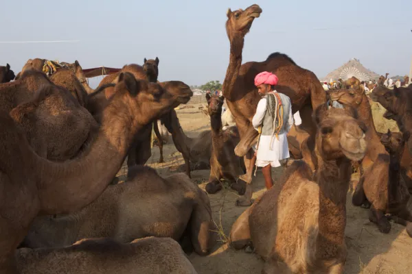 Pushkar