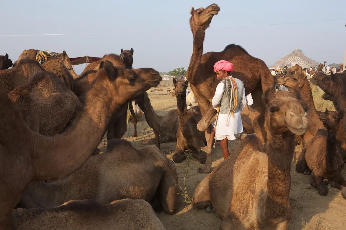 L'ancestrale foire aux dromadaires à Pushkar agonise