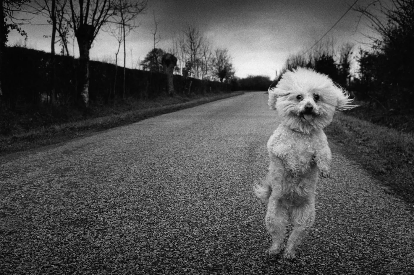 Le bestiaire qui révèle l’âme de l’homme