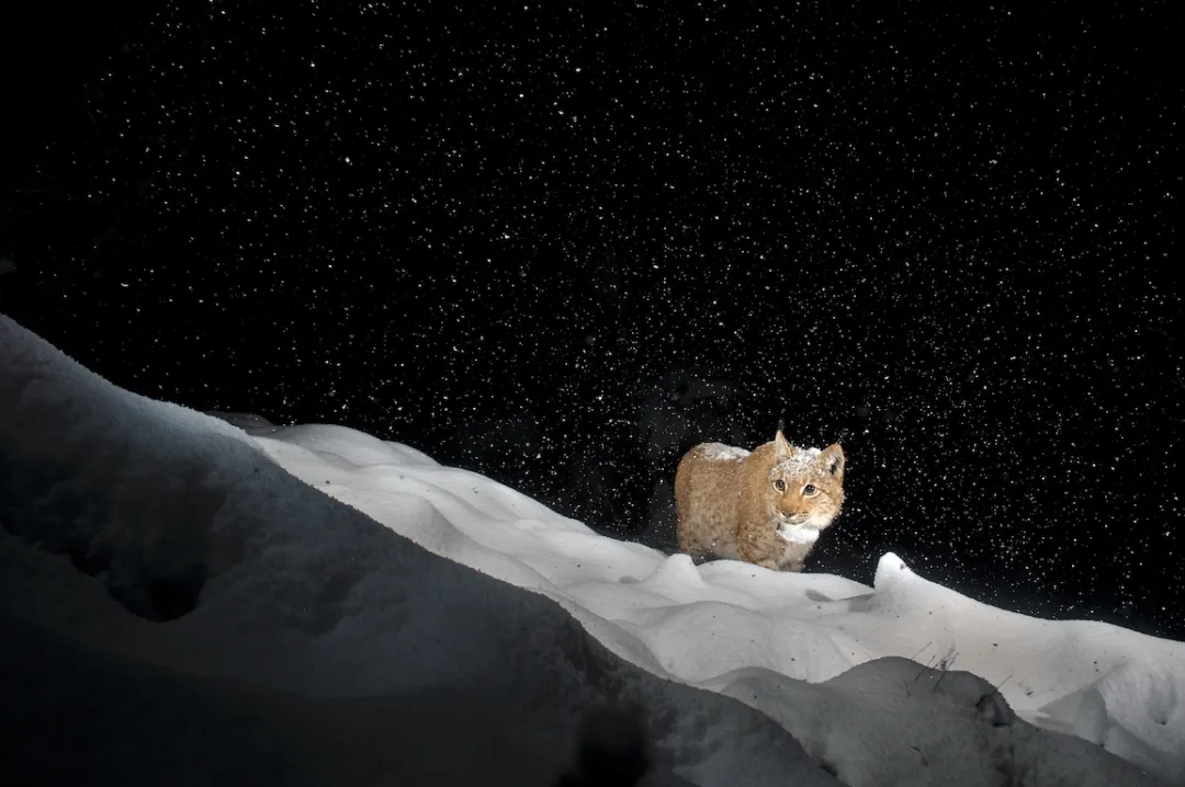 geslin lynx