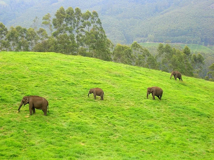 Inde Elephants Ulyces 