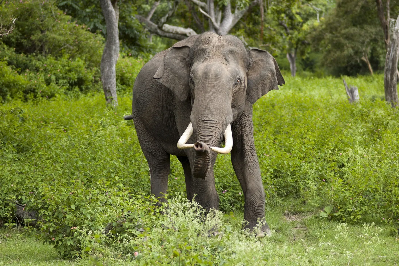 L'assaut des éléphants gourmands (2/4)