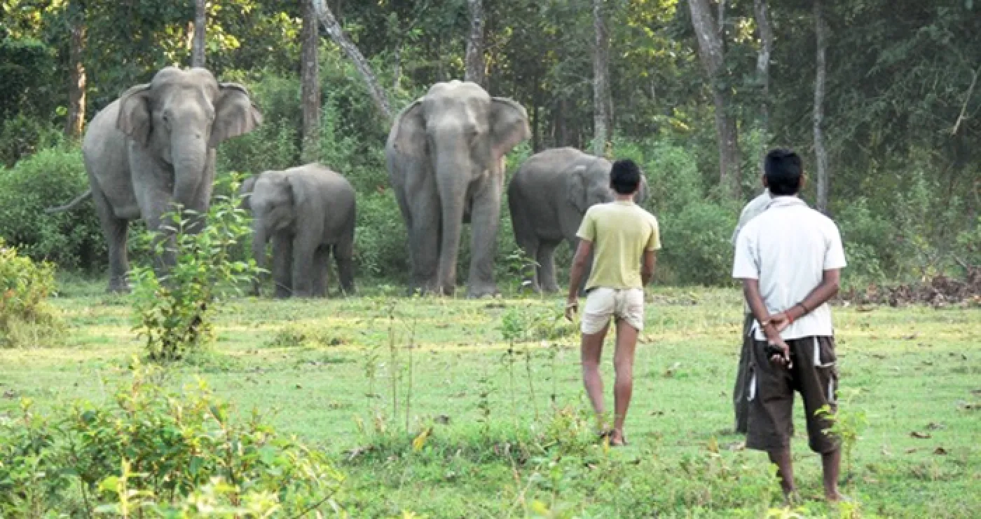 Seules armes contre les éléphants: des offrandes (3/4)