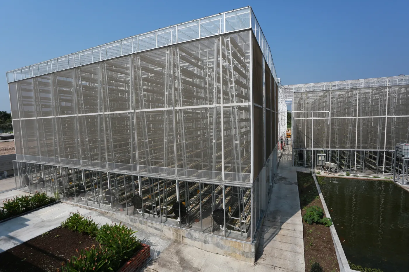 Les salades poussent jusqu’au ciel…
