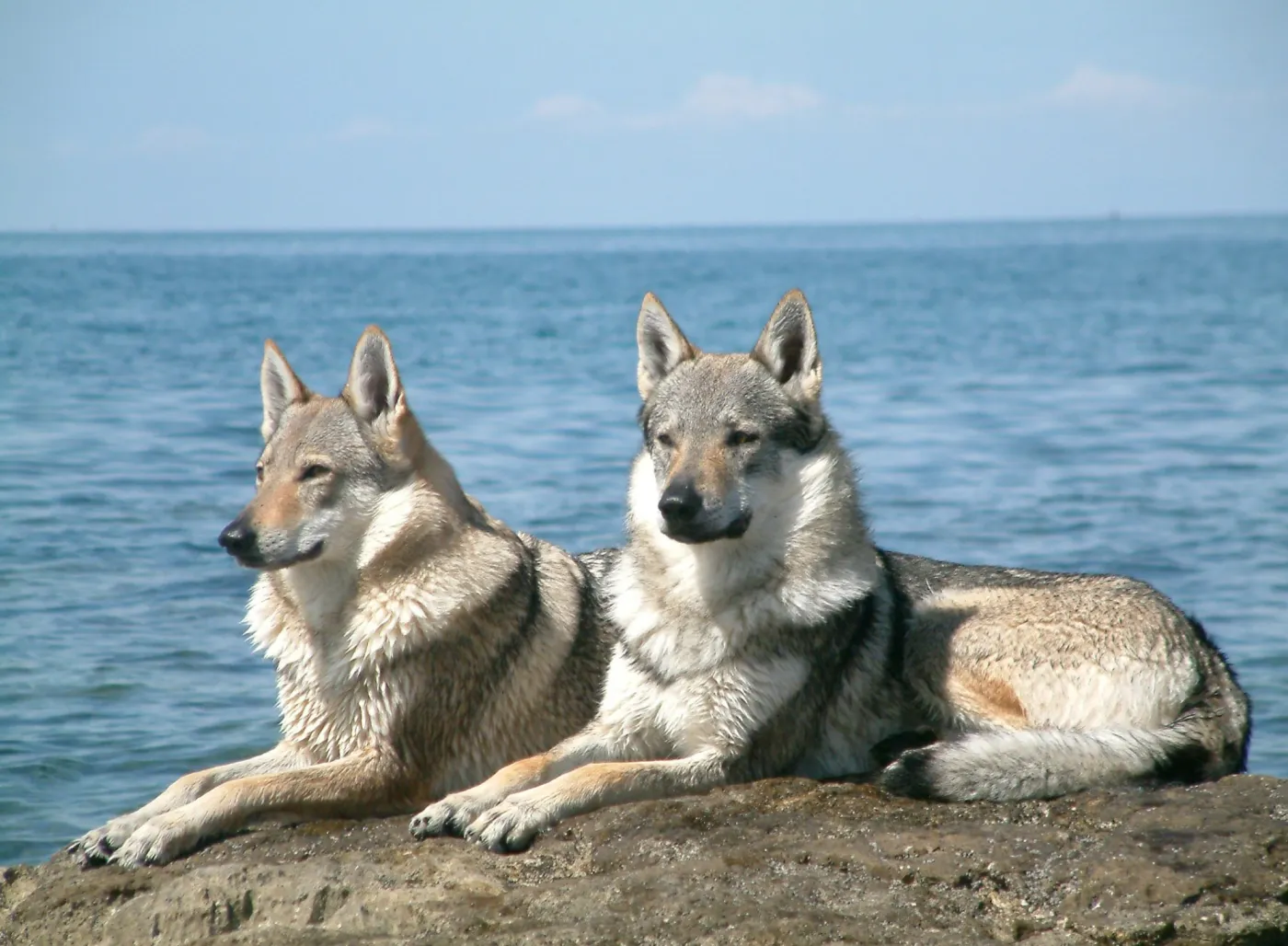 La vie de chien des loups
