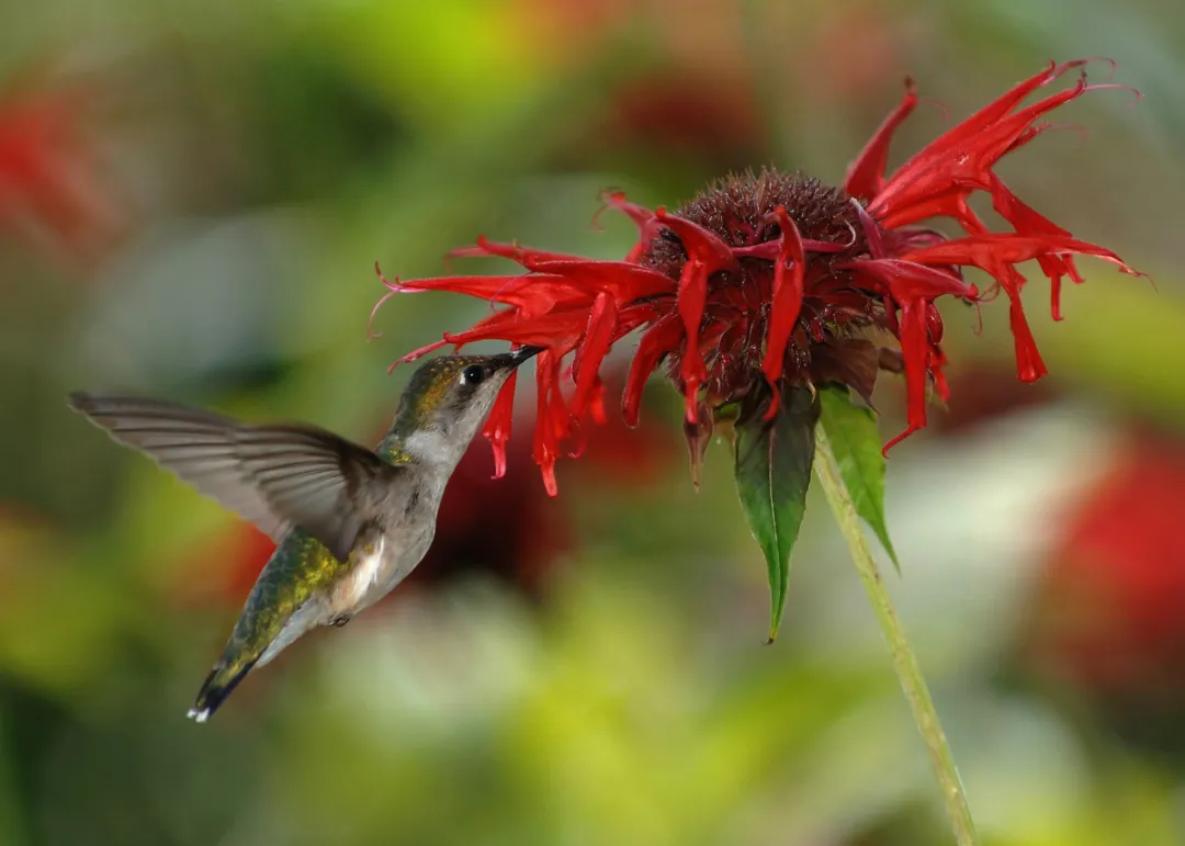 Colibris Belize Ulyces