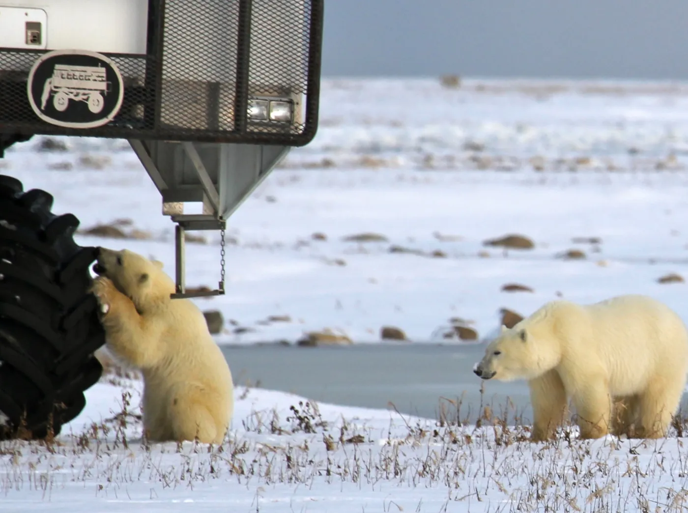 Churchill, capitale mondiale de l'ours polaire