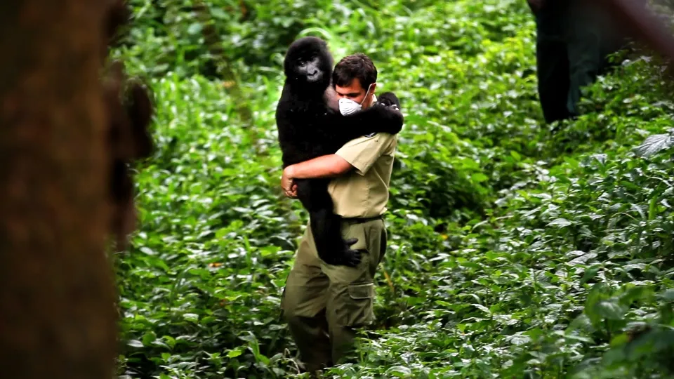 virunga ulyces