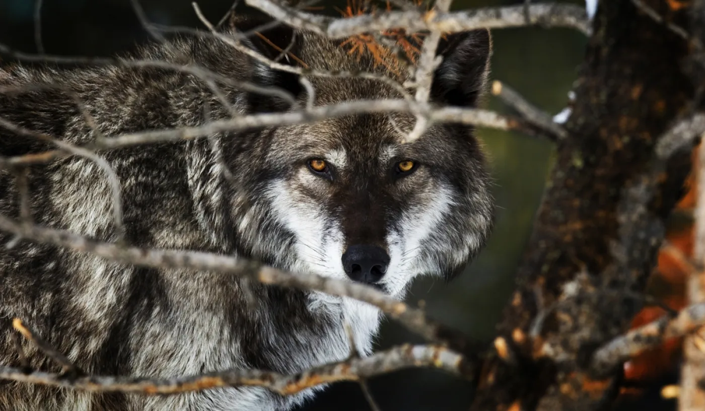 «Avec le loup, soyons diplomates»