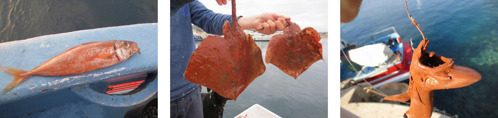 Poissons
et chien espagnol (espèce de petit requin type roussette) pêchés
dans la zone de rejet des boues rouges par Gérard
Carrodano.