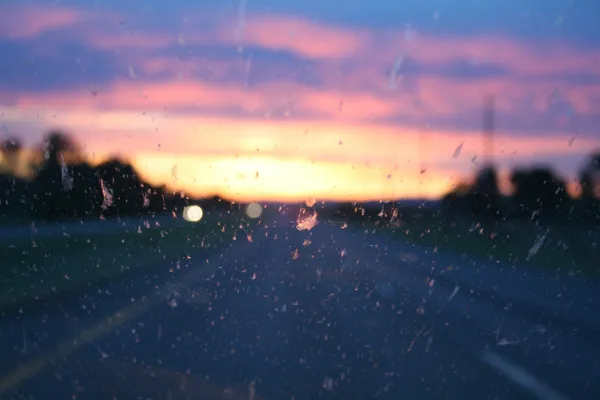 Windshield bugs